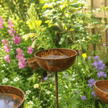 Close up of a single rusted metal rain catcher stake with a cupped head holding water, surrounded by cottage garden flowers including yellow evening primrose and purple salvia