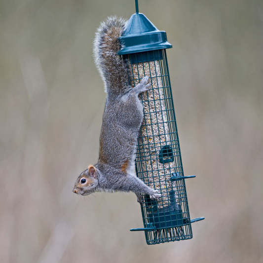 Squirrel Buster Classic from A Little Bird Co