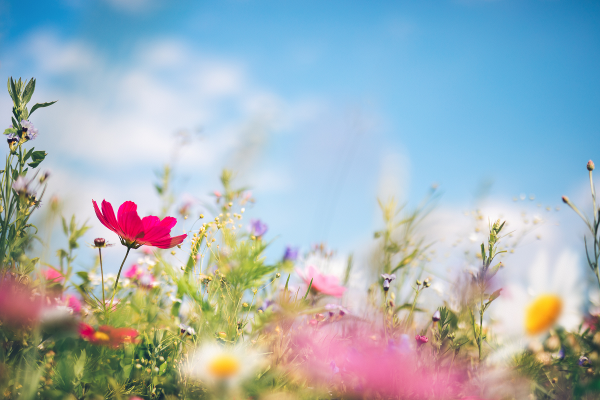 What to feed the birds in summer