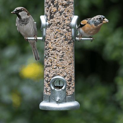 Finches and sparrows sitting on a sustainable bird feeder made from metal and durable plastic.