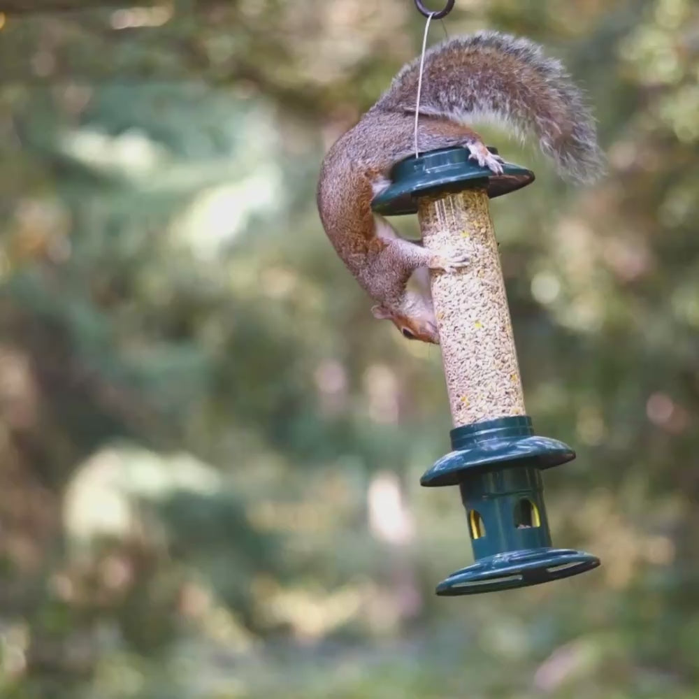 Load video: The RSPB Easy Clean Squirrel Buster in action — weight-activated mechanism closes feeding ports when a grey squirrel lands, while smaller garden birds feed freely and undisturbed