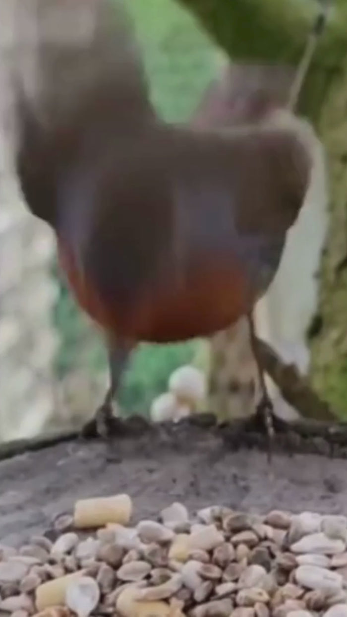 Load video: 