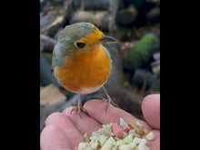 Bird Feeding Starter Set | Bird Feeding Gift for Bird Lovers | A Little Bird Co