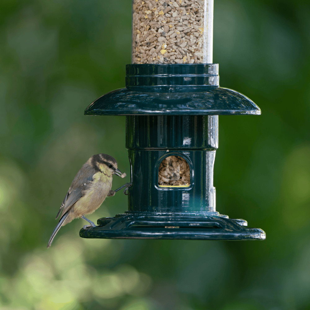 A greenfinch and juvenile blue tit feeding from the RSPB Easy Clean Squirrel Buster seed feeder, with a green bokeh background