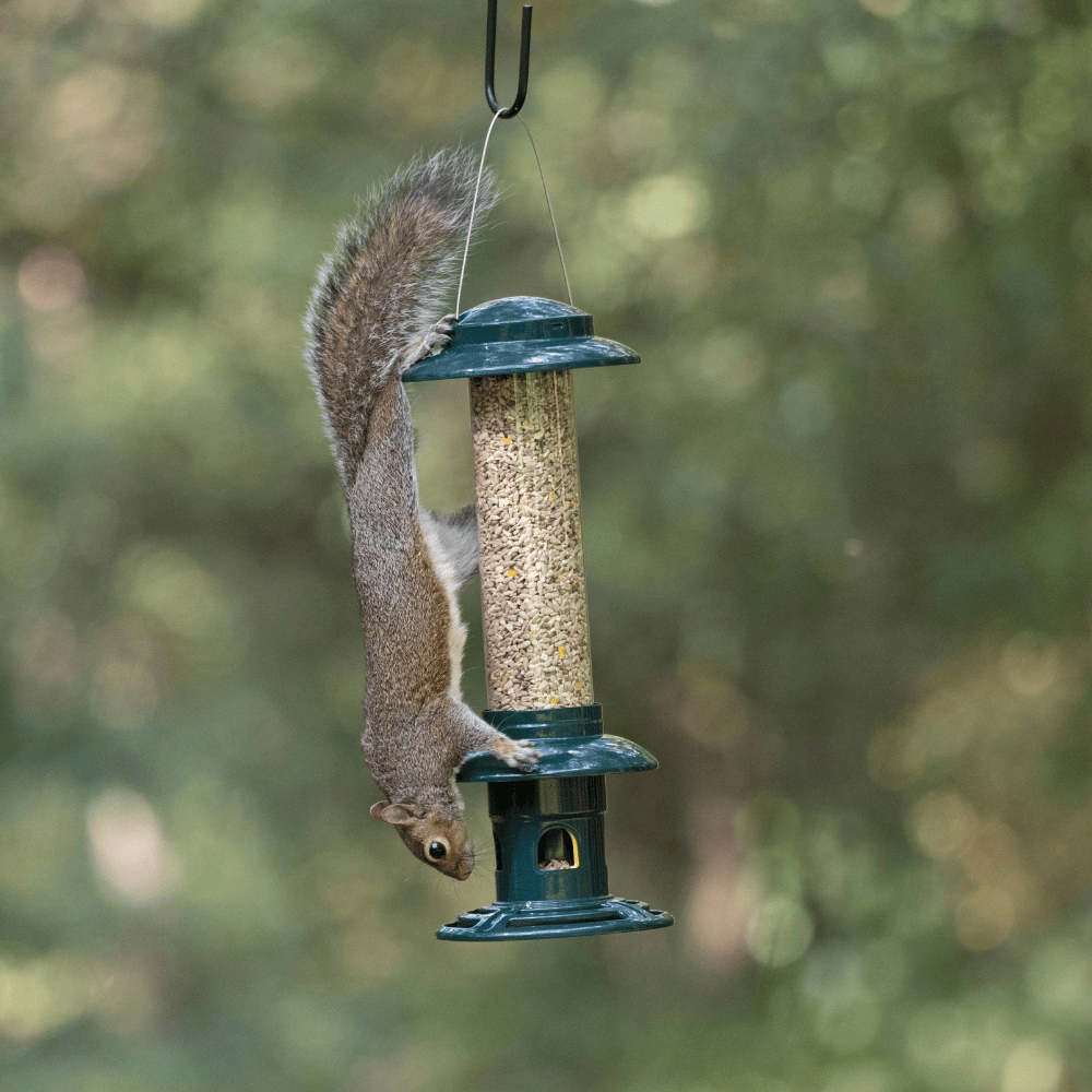 A grey squirrel clinging to the side of the RSPB Easy Clean Squirrel Buster, unable to access the seed — weight-activated feeding ports closed