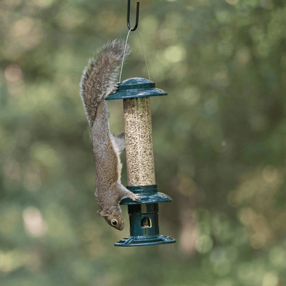 A grey squirrel clinging to the side of the RSPB Easy Clean Squirrel Buster, unable to access the seed — weight-activated feeding ports closed