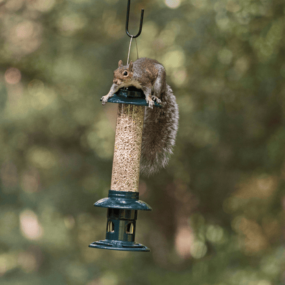 A grey squirrel draped over the top of the RSPB Easy Clean Squirrel Buster squirrel-proof bird feeder, with feeding ports closed and seed inaccessible