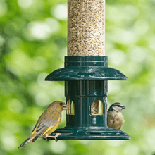 A juvenile blue tit perched on the RSPB Easy Clean Squirrel Buster seed feeder, feeding undisturbed from an open feeding port