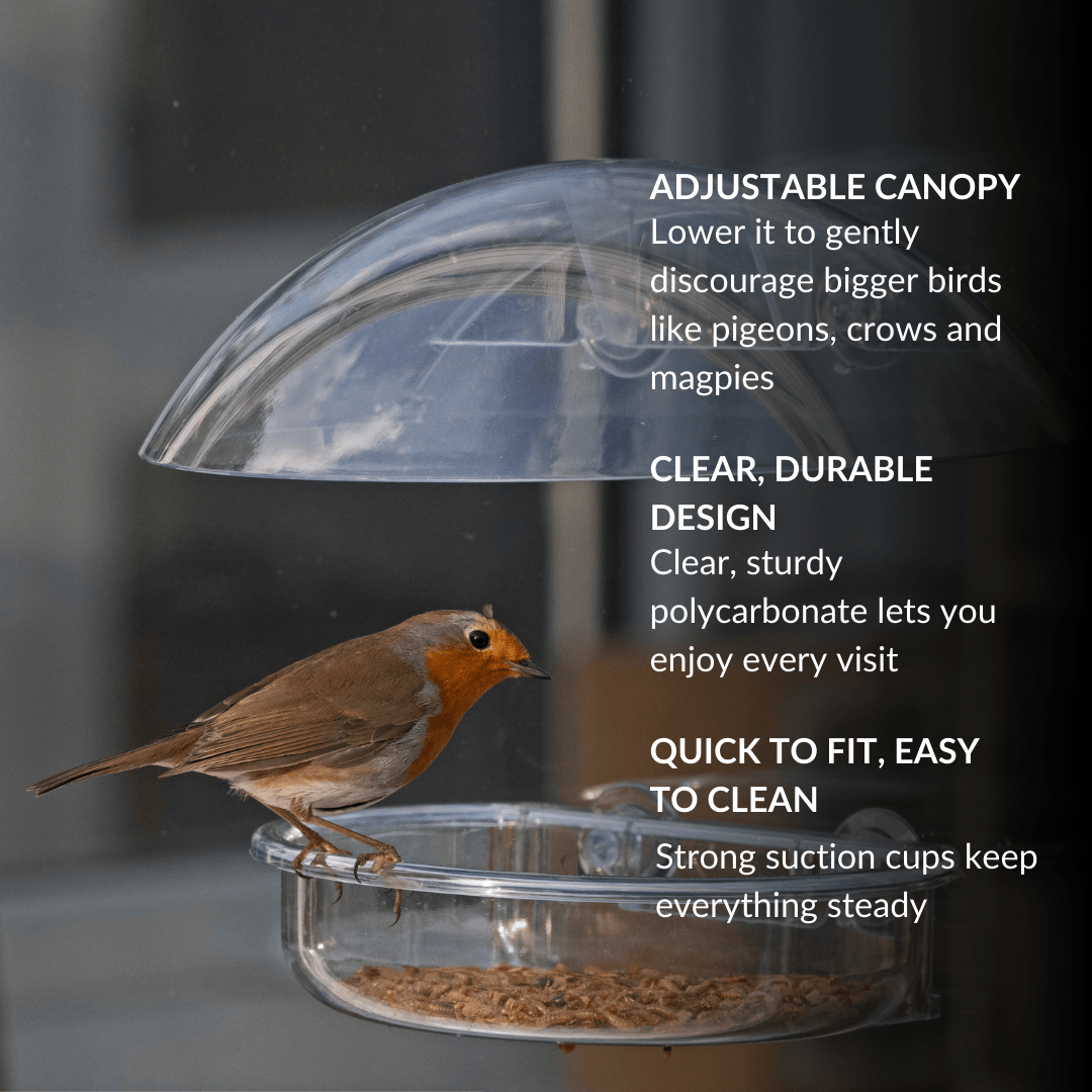 Window bird feeder canopy keeping food dry in rainy weather