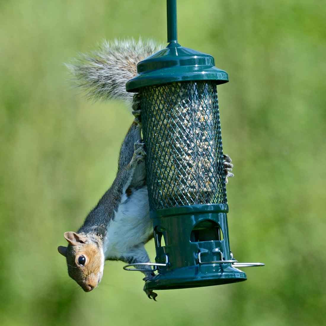 squirrel buster